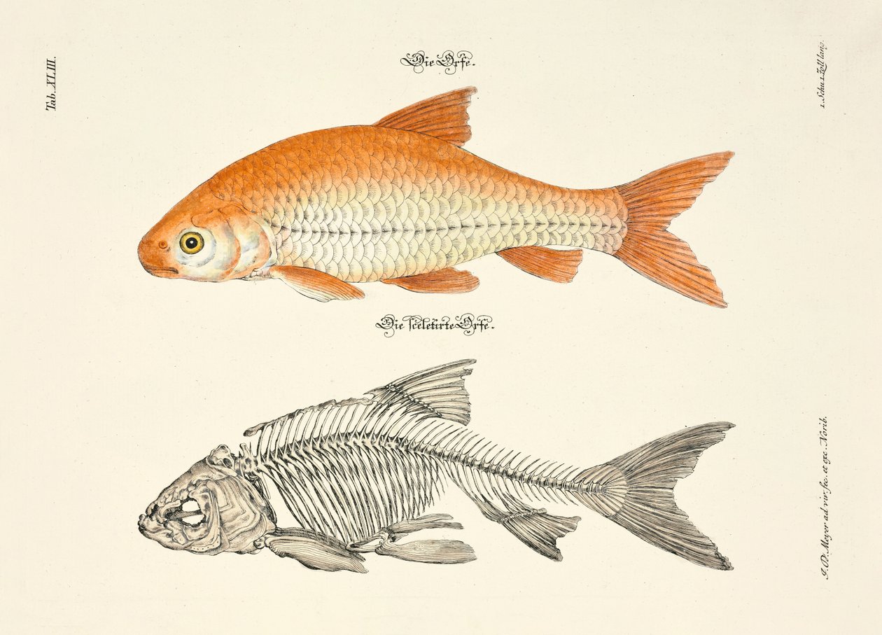  da Johann Daniel Meyer