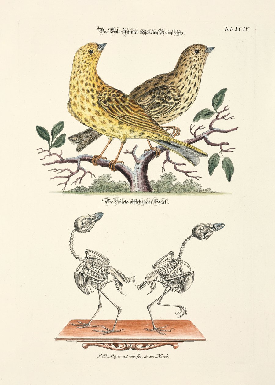  da Johann Daniel Meyer