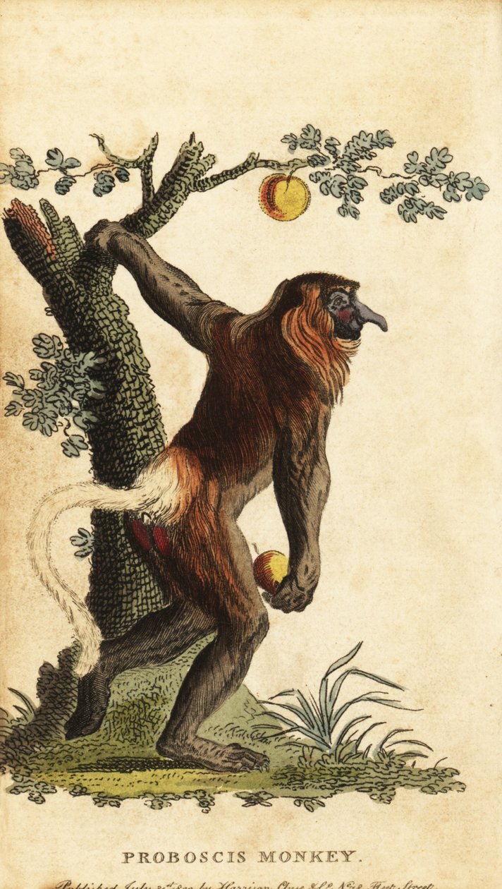 Scimmia dal naso lungo, Nasalis larvatus. In pericolo da Johann Eberhard Ihle