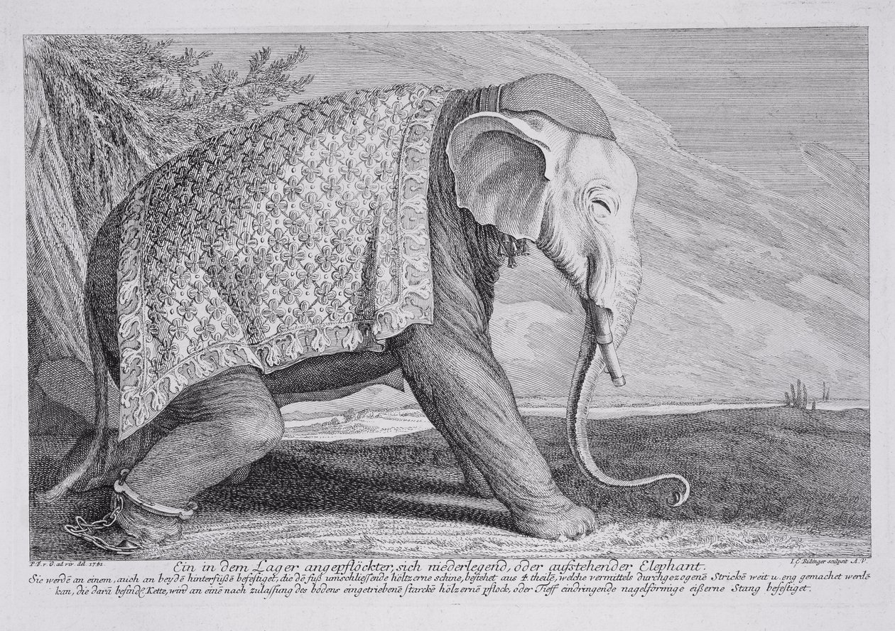 Un elefante da Johann Elias Ridinger or Riedinger