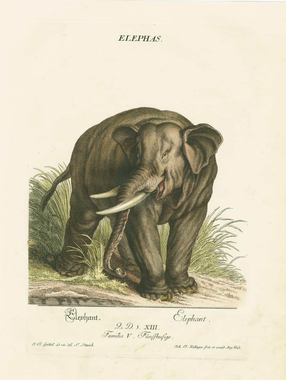  da Johann Elias Ridinger
