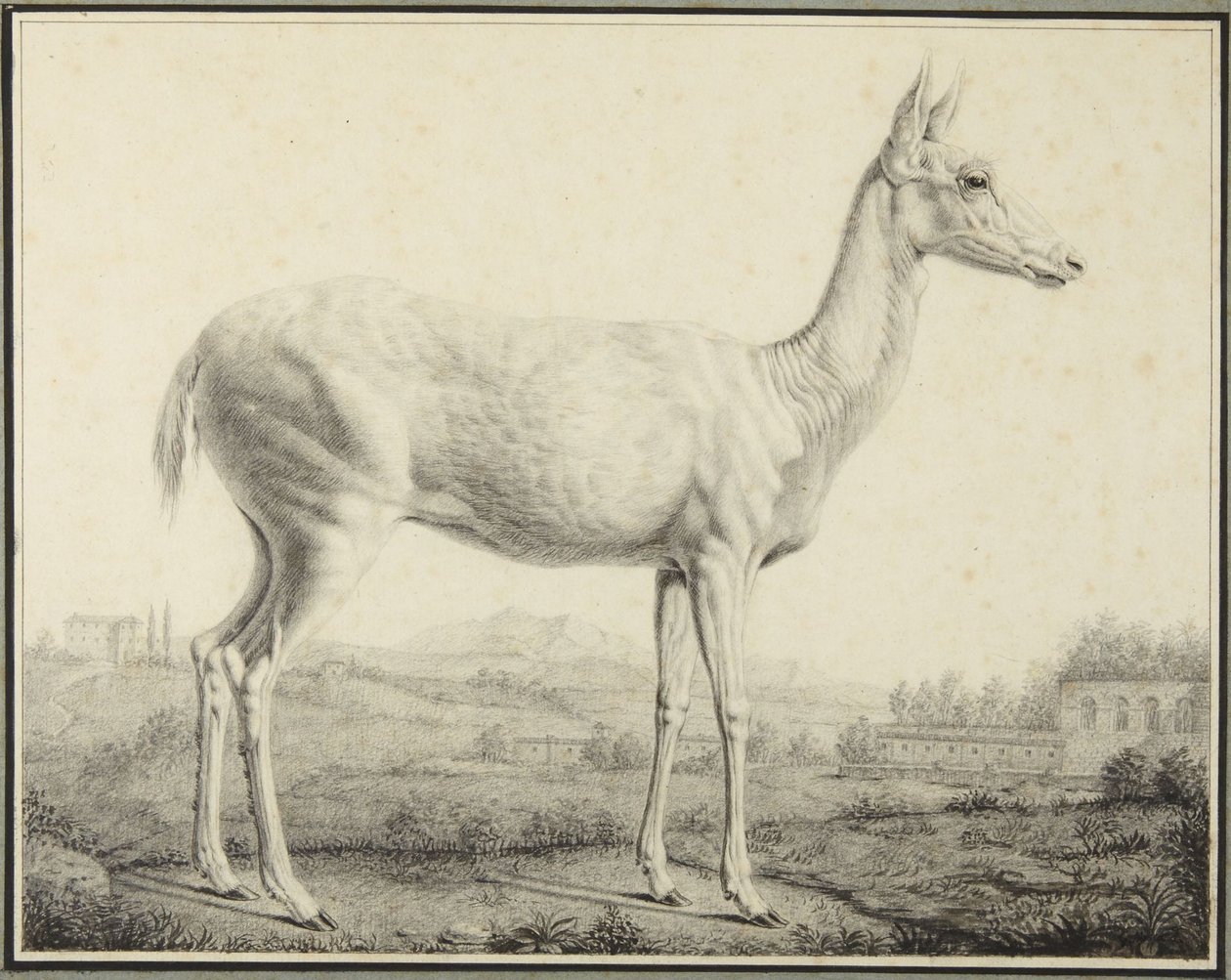 Cervo da Johann Elias Ridinger