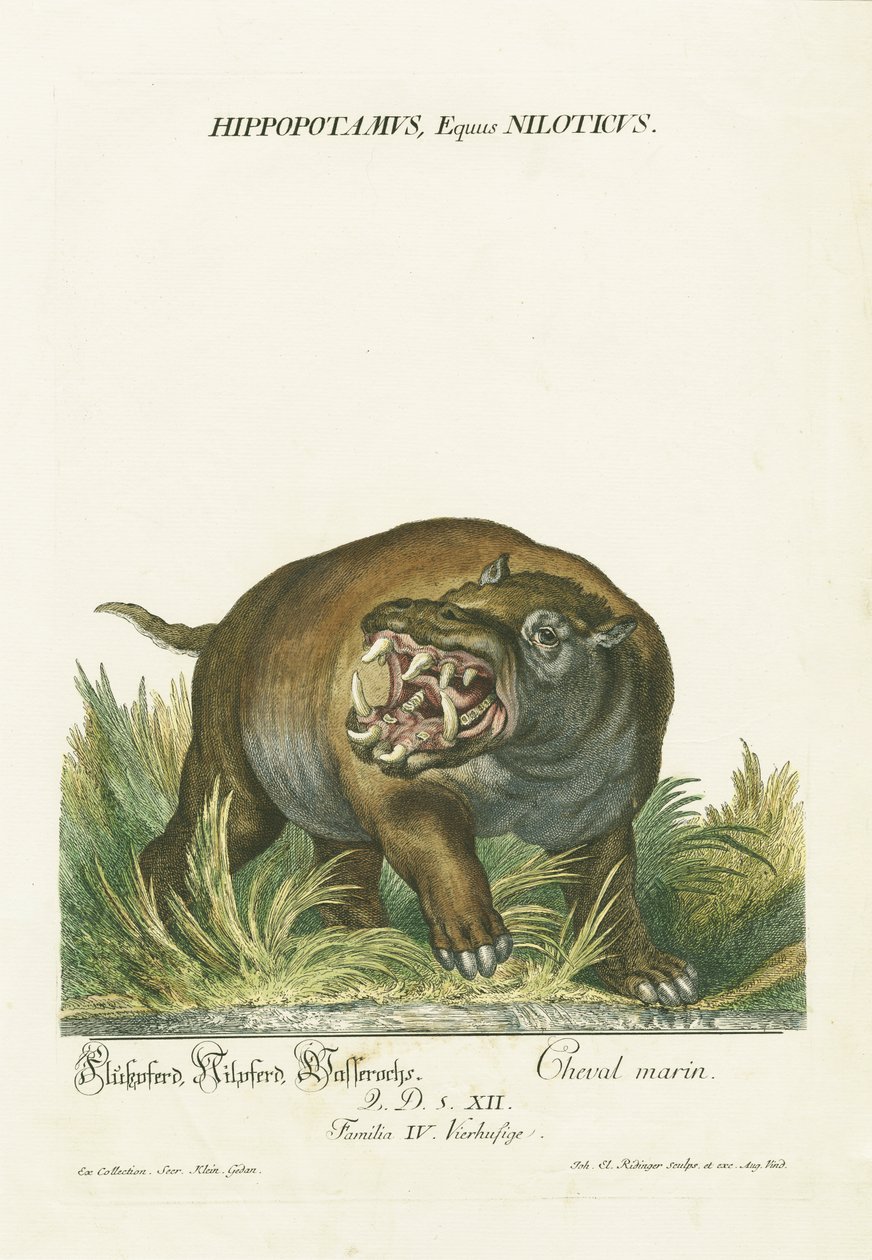 da Johann Elias Ridinger