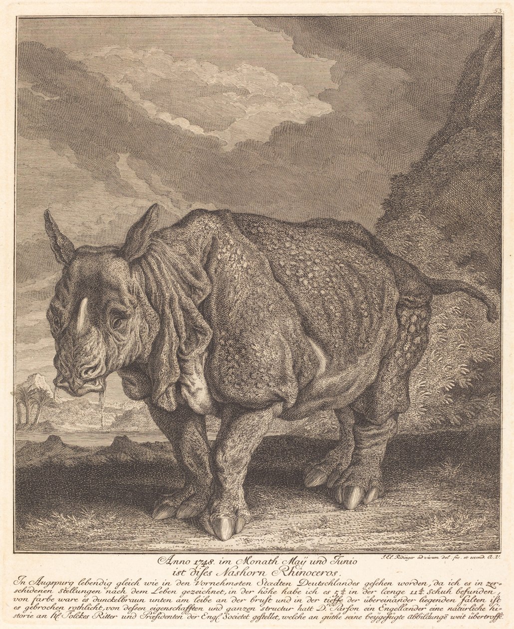 Rinoceronte da Johann Elias Ridinger