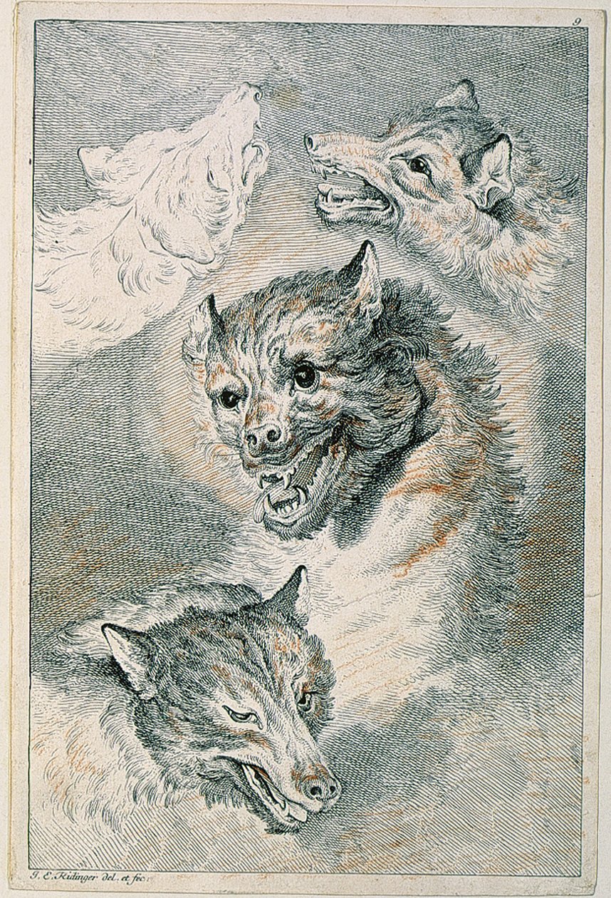 Quattro teste di lupo da Johann Elias Ridinger