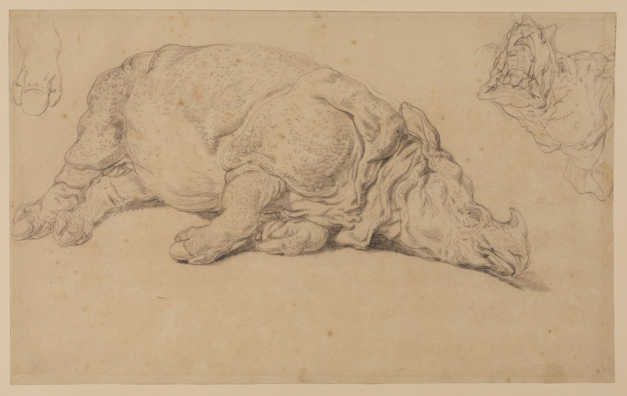 Rinoceronte sdraiato su un lato da Johann Elias Ridinger or Riedinger