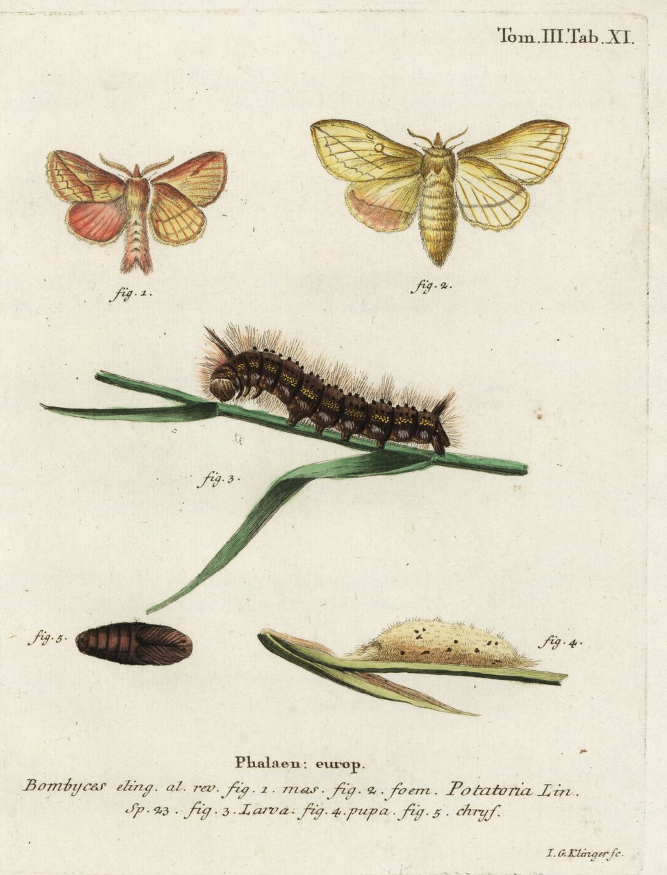 Falena Euthrix potatoria da Johann Georg Klinger