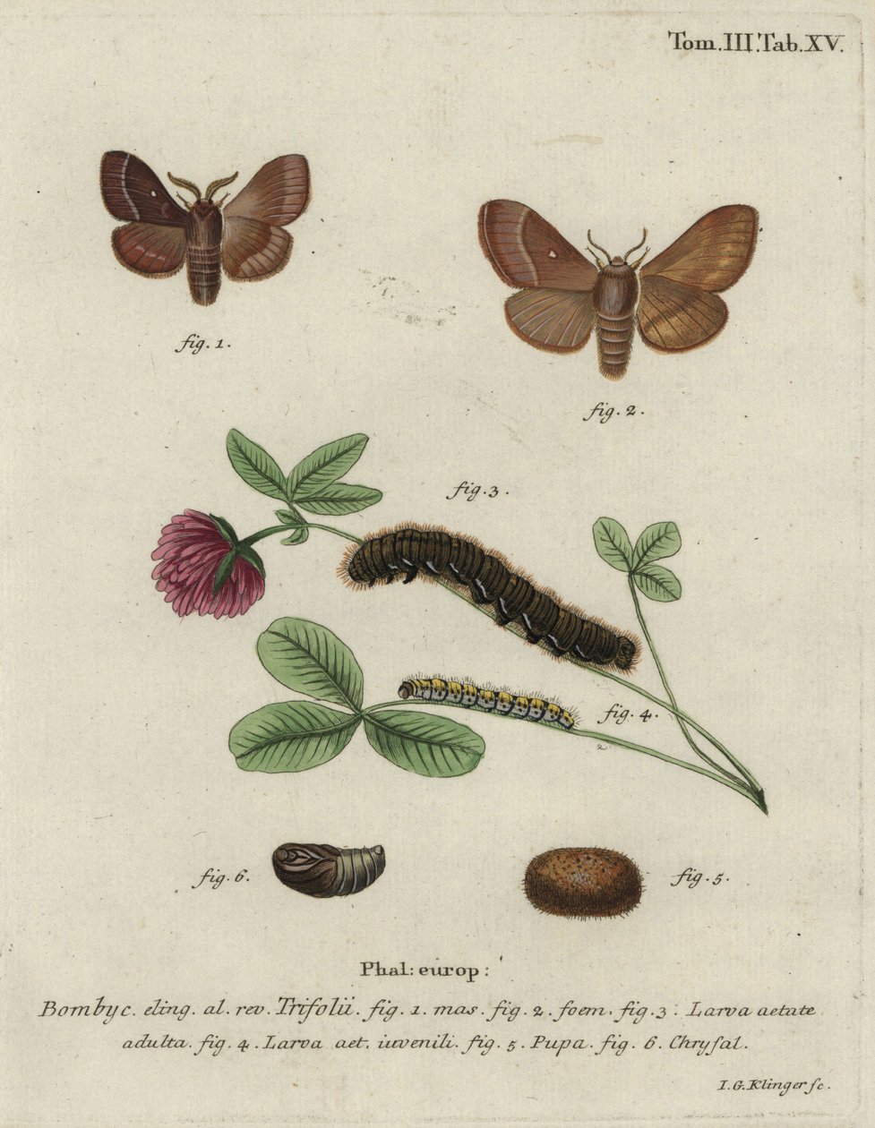 Falena dell