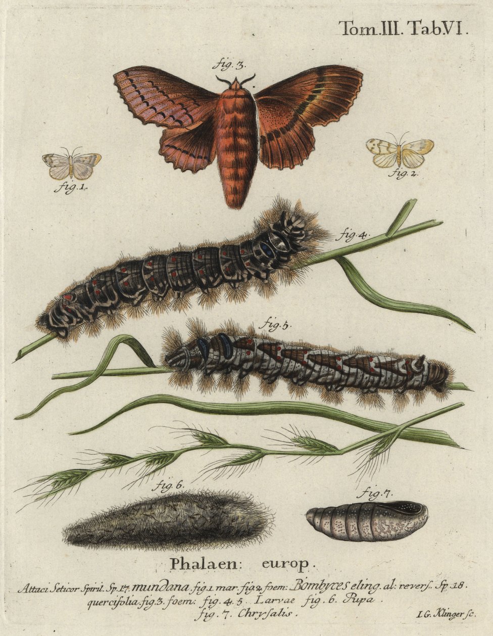 Falena del muslin footman e falena dell