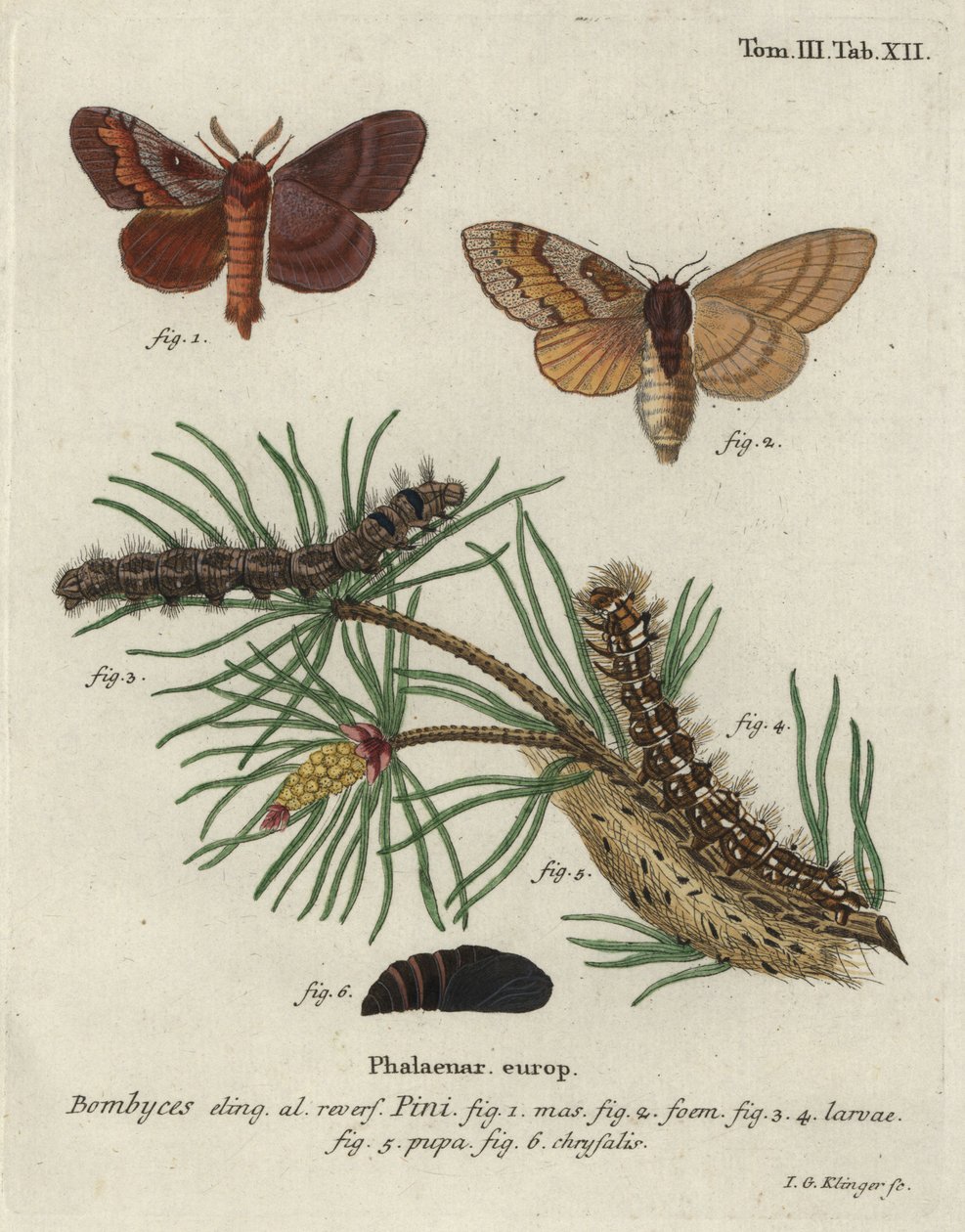 Falena del pino, Dendrolimus pini da Johann Georg Klinger