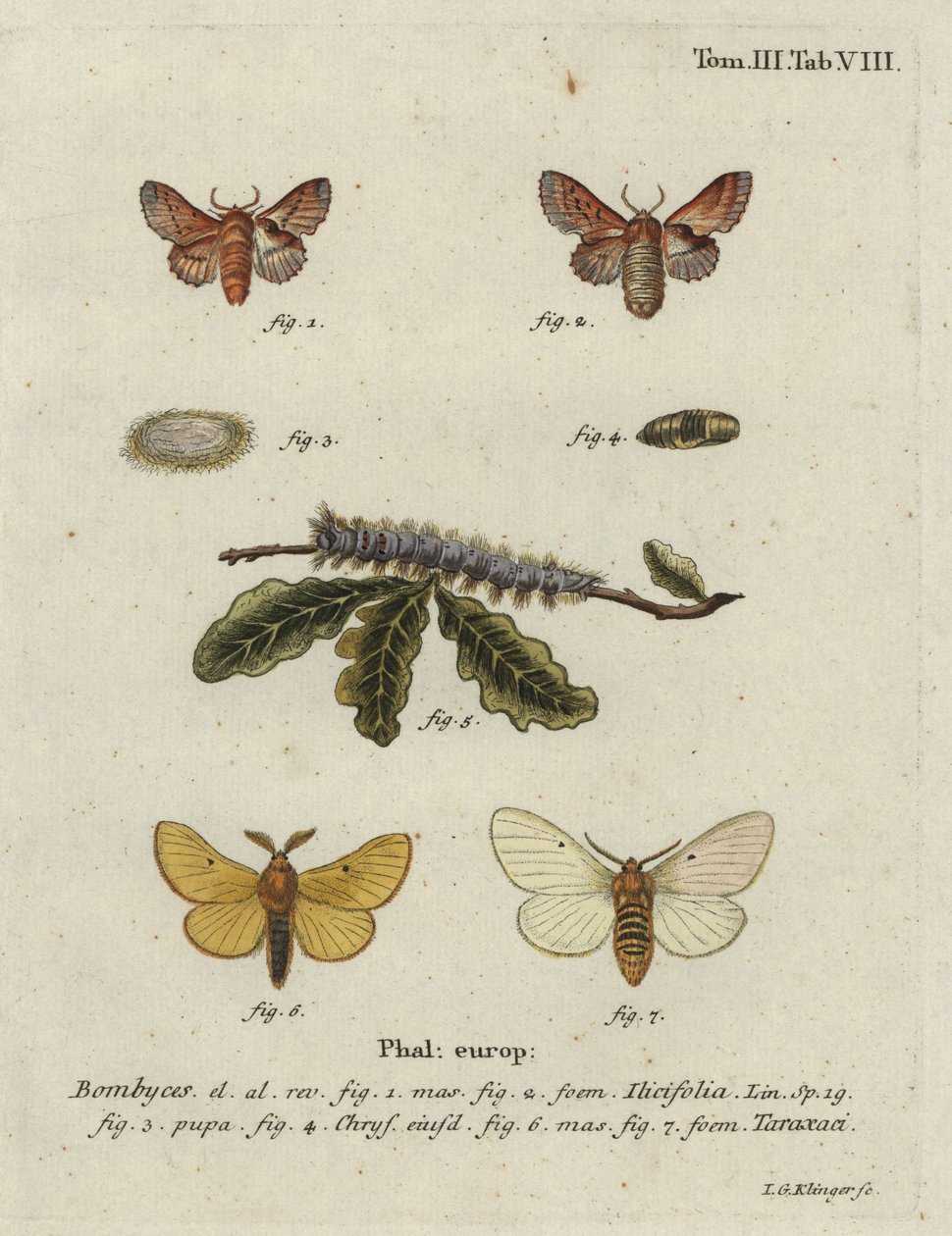 Piccola falena del lappet e falena del baco da seta autunnale da Johann Georg Klinger