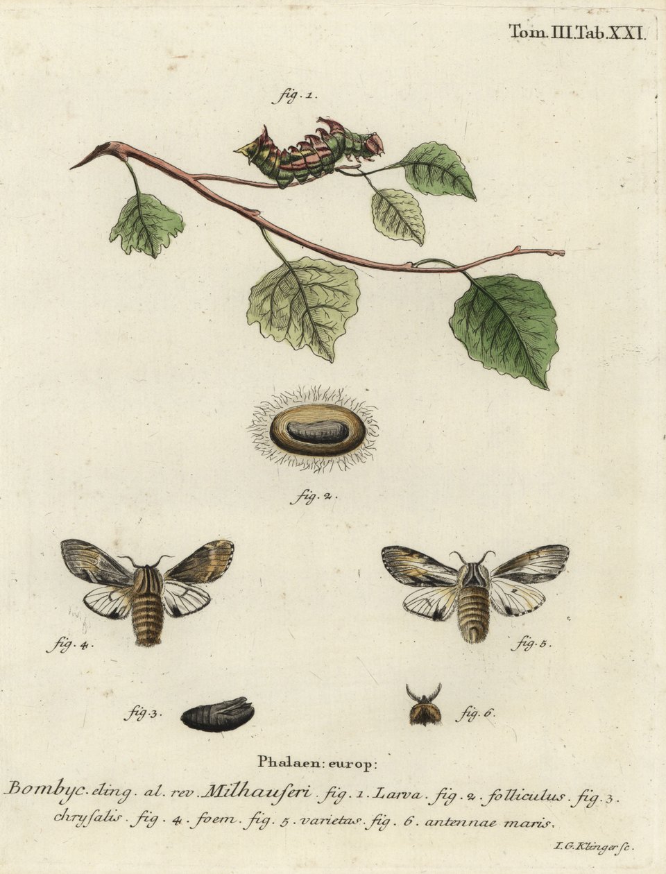 Falena prominente fulva, Harpyia milhauseri da Johann Georg Klinger