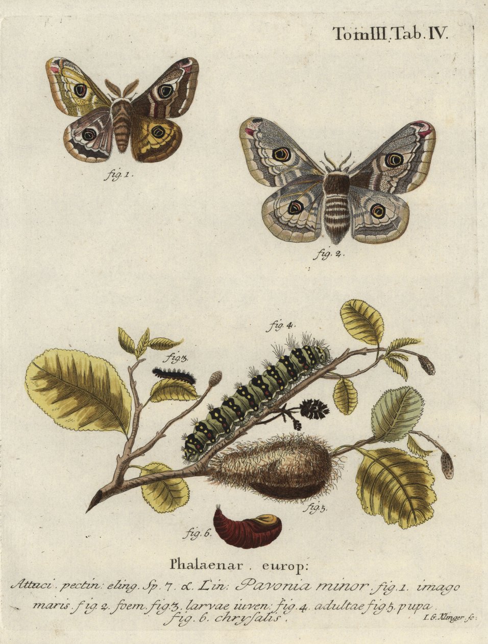 Immagine sconosciuta da Johann Georg Klinger