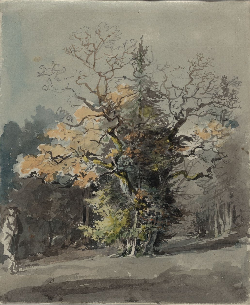 Gruppo di alberi davanti a una foresta da Johann Georg von Dillis