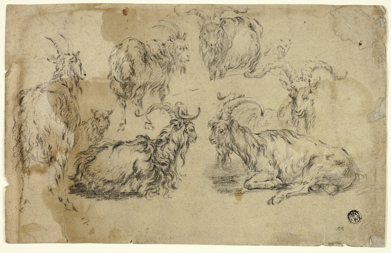 Schizzi di capre da Johann Gottlieb Hackert