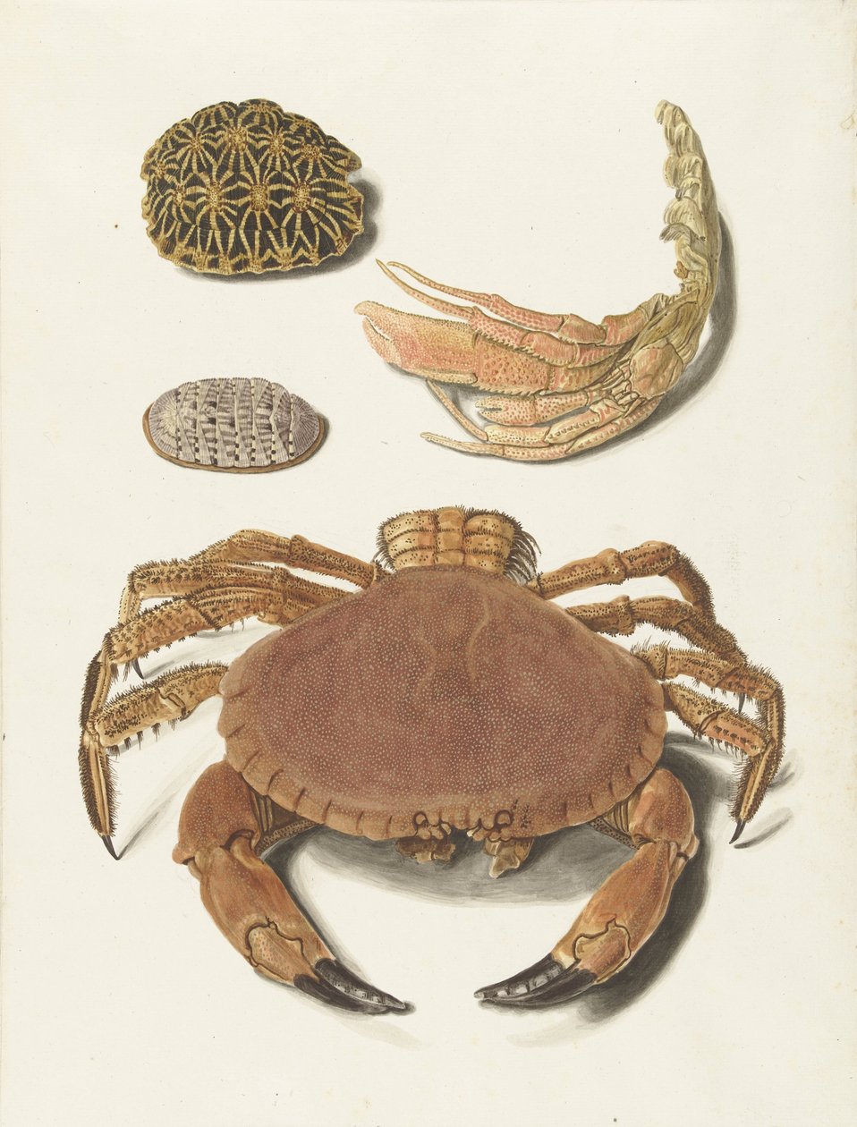 Un granchio, una chela di granchio e due scudi di tartaruga da Johann Gustav Hoch