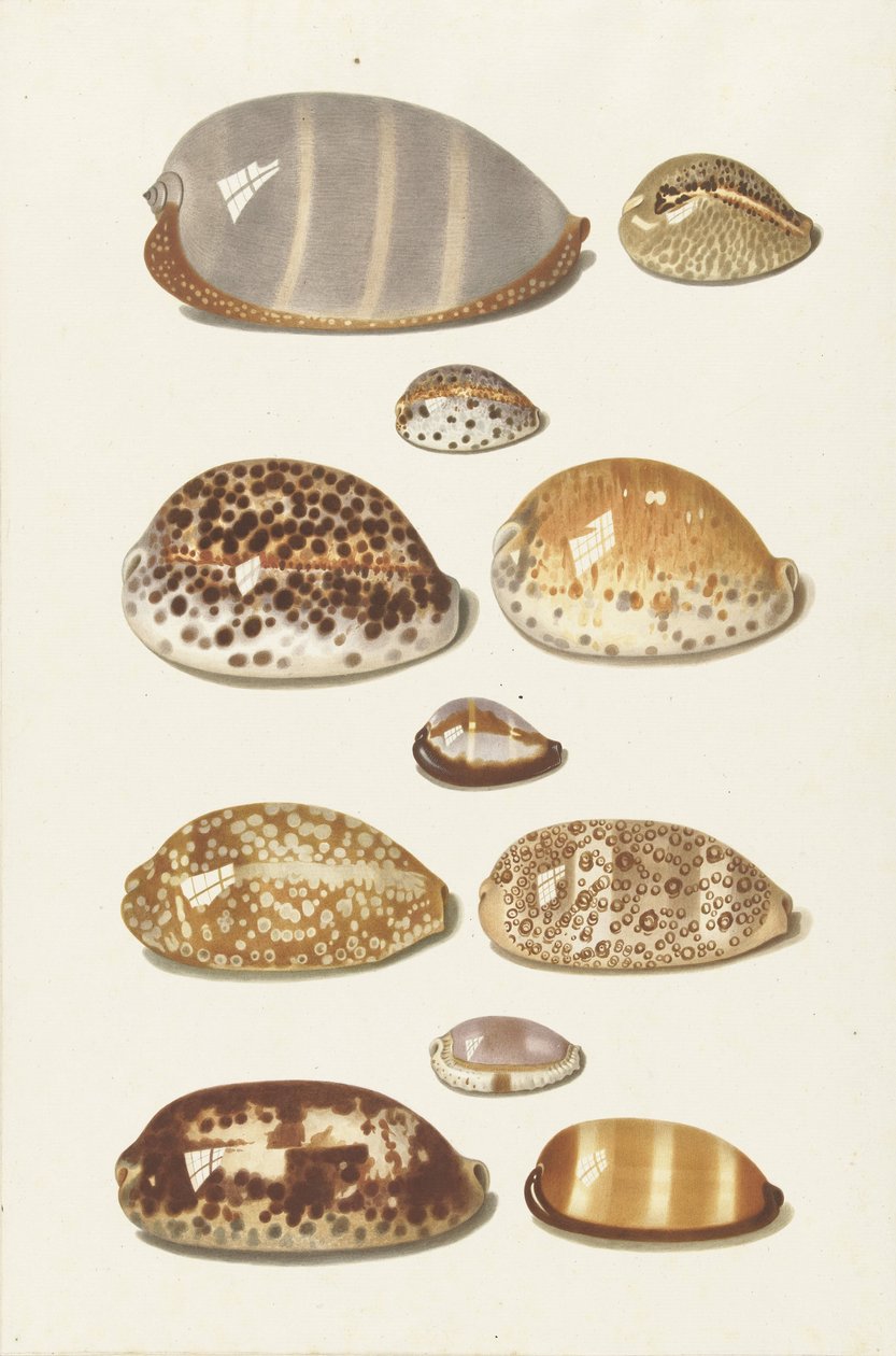 Undici grandi e piccole conchiglie tropicali di cauri da Johann Gustav Hoch