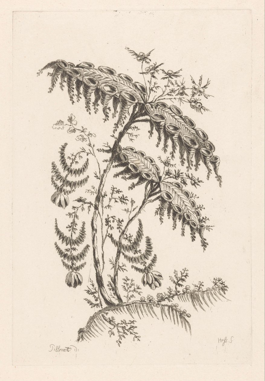 Foglie con forme a corno da Johann Heinrich  Hess
