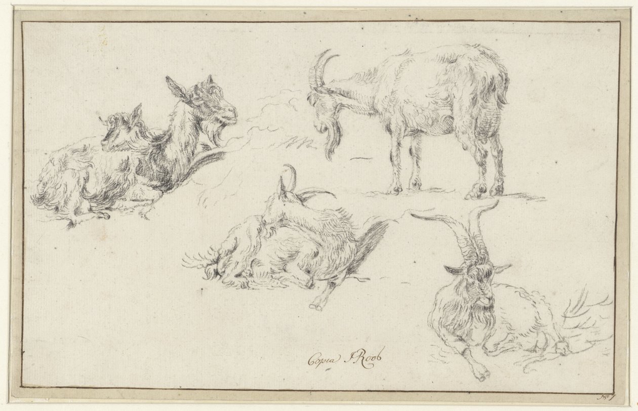 Studi di un caprone da Johann Heinrich Roos (possibly)