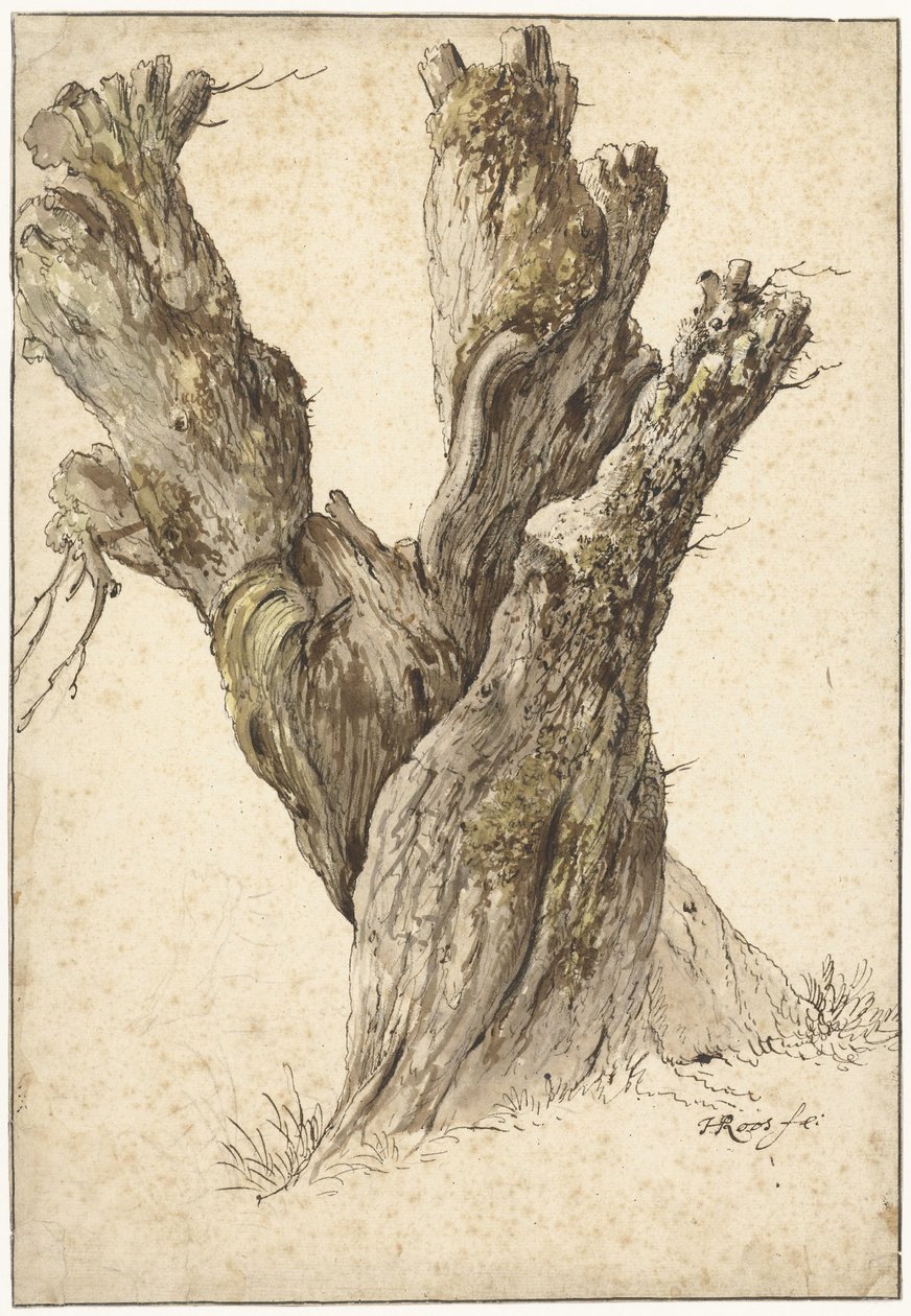 Un salice capitozzato da Johann Heinrich Roos