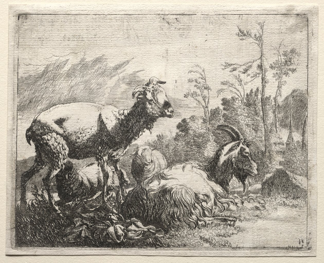 Capre, 1665 da Johann Heinrich Roos