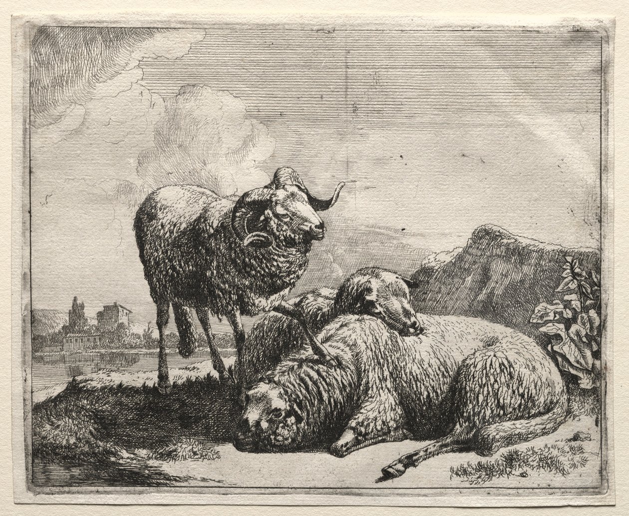 Ariete e due pecore, 1665 da Johann Heinrich Roos