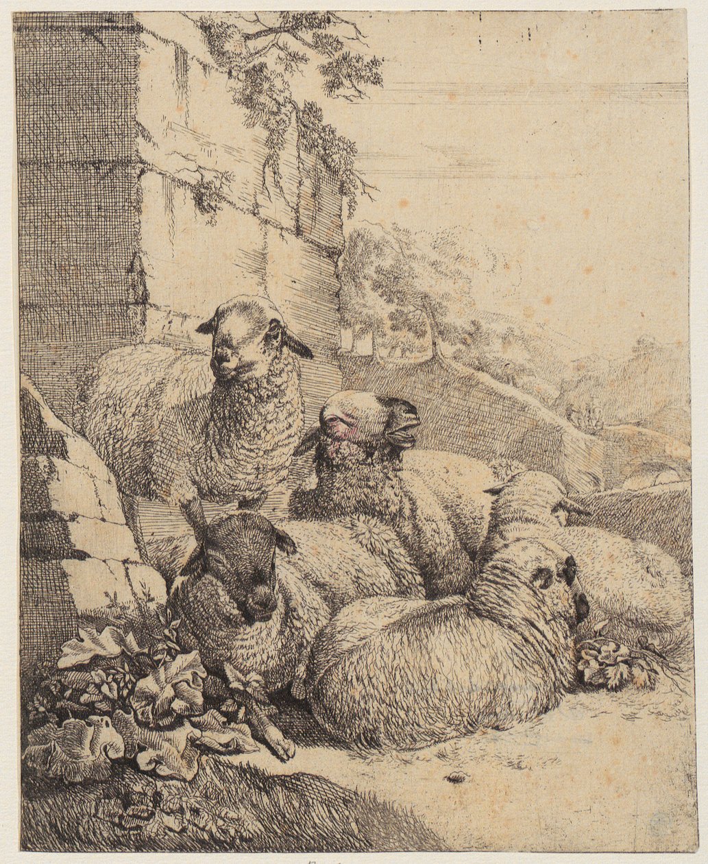 Quattro pecore sdraiate e una in piedi davanti a un muro, foglio dalla serie «Pecore e capre» da Johann Heinrich Roos