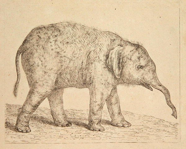 Elefante da Johann Heinrich Wilhelm Tischbein