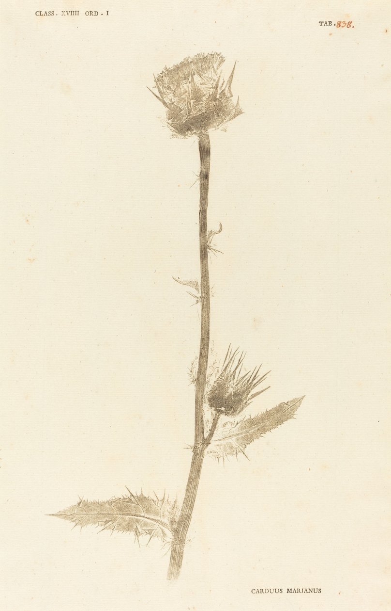 Carduus Maarianus da Johann Hieronymus Kniphof