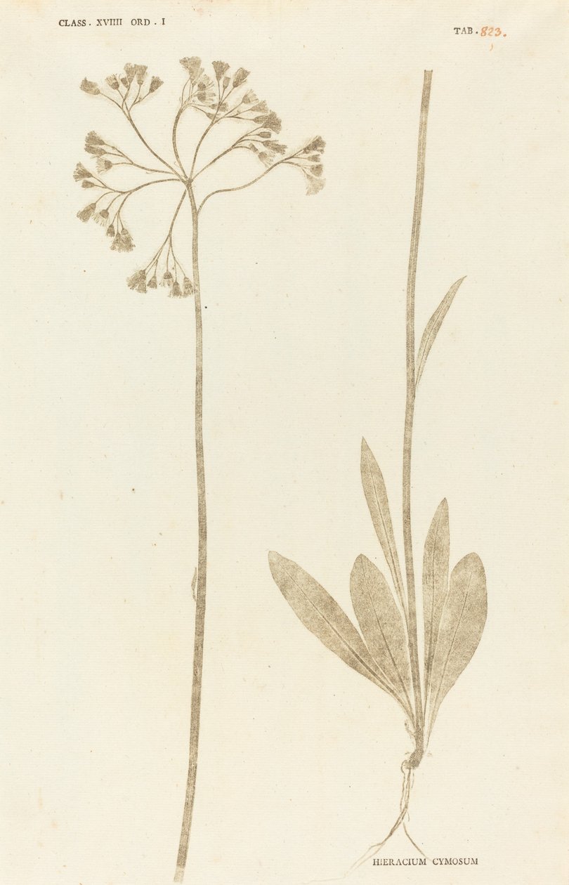 Hieracium Cymosum da Johann Hieronymus Kniphof