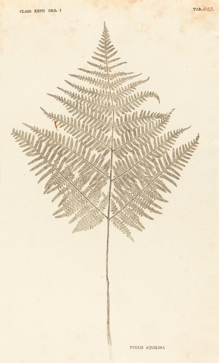 Pteris Aquilina da Johann Hieronymus Kniphof