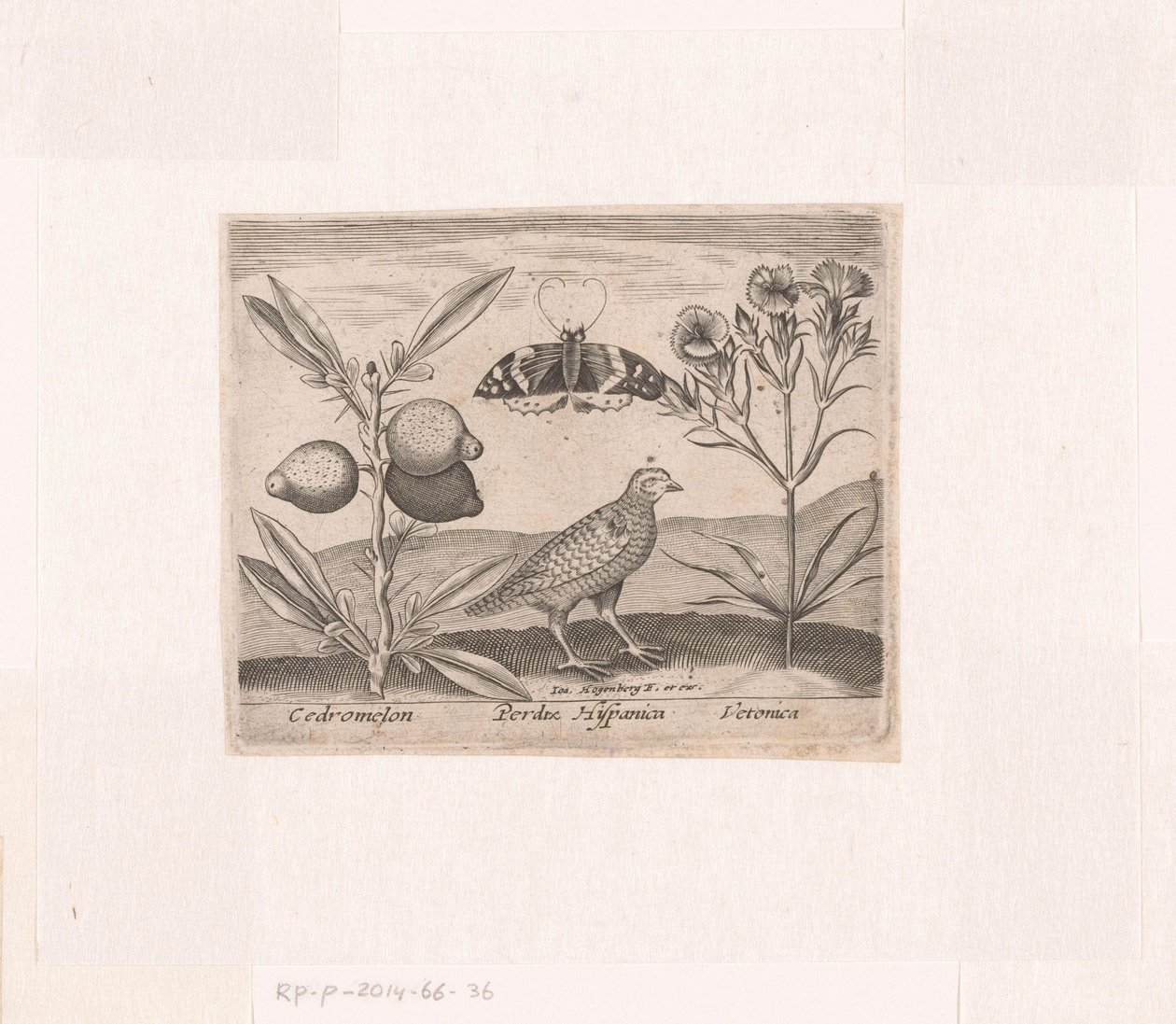 Serie di stampe con fiori e animali in un paesaggio da Johann Hogenberg