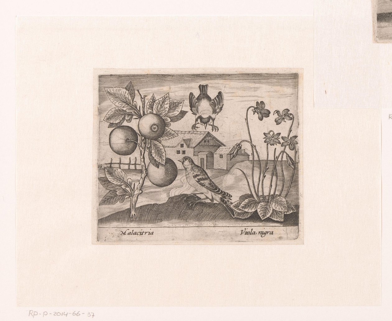 Serie di stampe con fiori e animali in un paesaggio da Johann Hogenberg