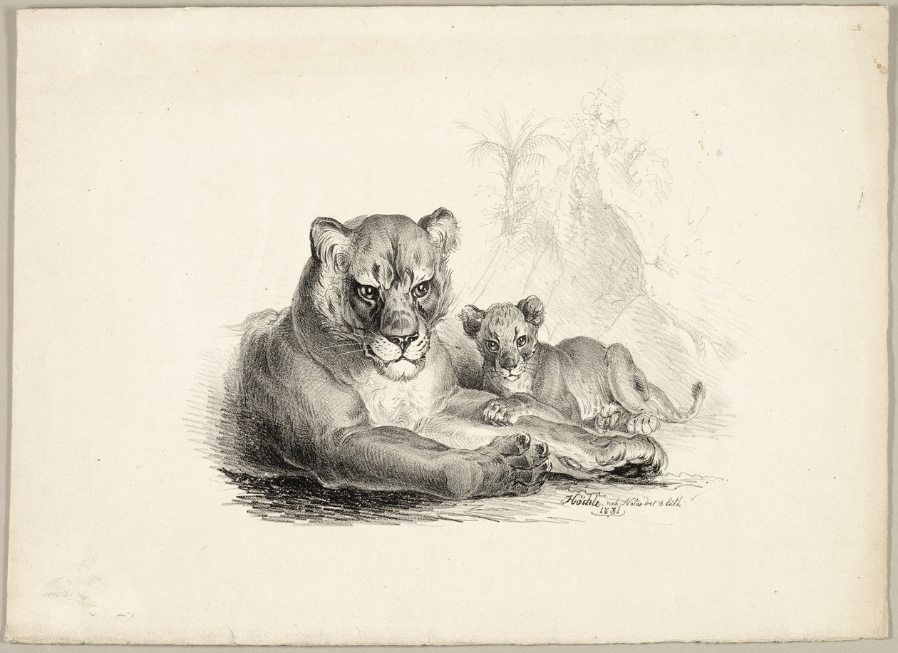 Leone con cuccioli da Johann Höchle
