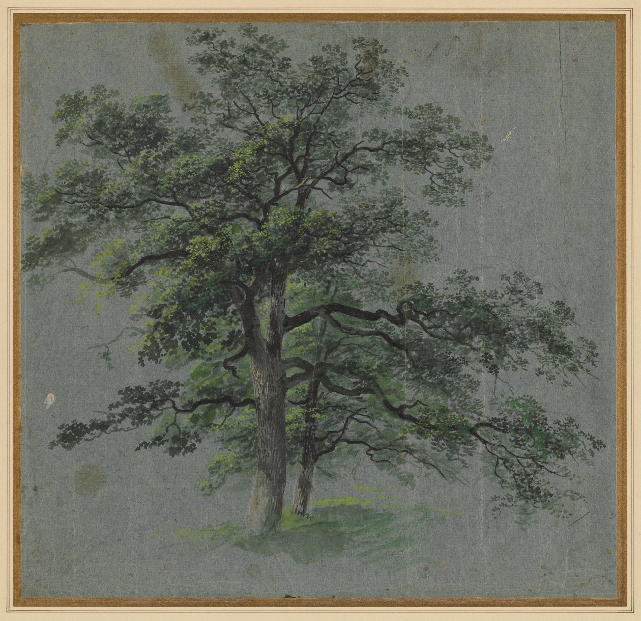 Due alberi (recto) da Johann Jacob Dorner