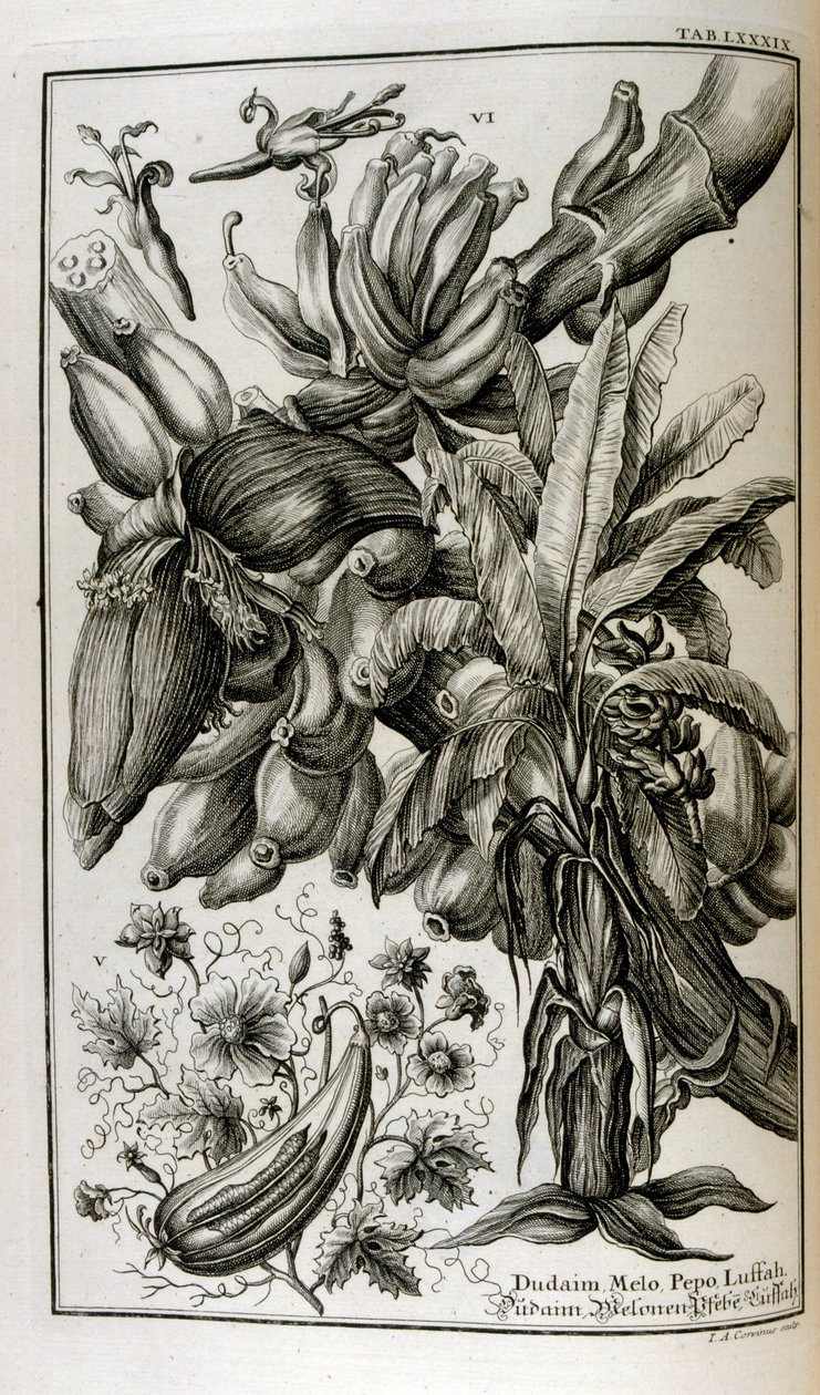 Piante e frutti biblici tra cui mandragora e melone da Johann Jakob Scheuchzer