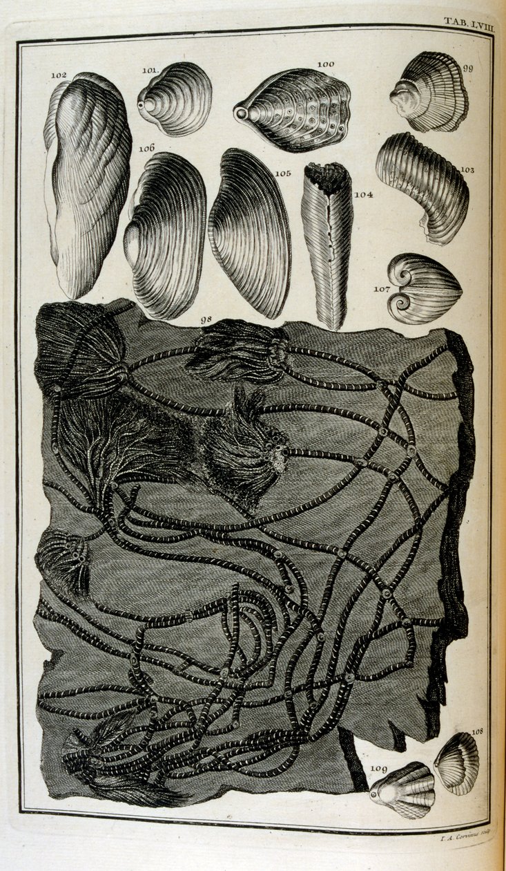 Ossa fossili rappresentavano animali distrutti dal grande diluvio biblico da Johann Jakob Scheuchzer