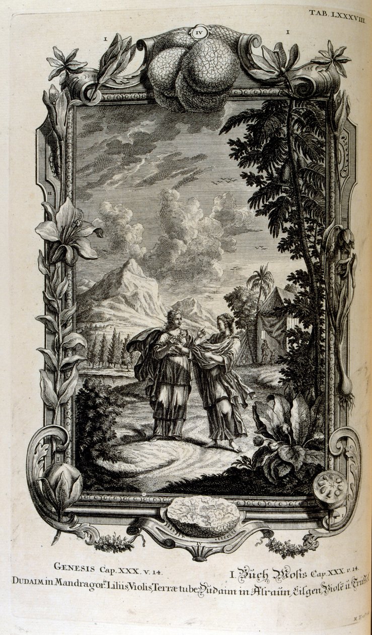 Pianta di mandragora. È spesso conosciuta come mandragora da Johann Jakob Scheuchzer