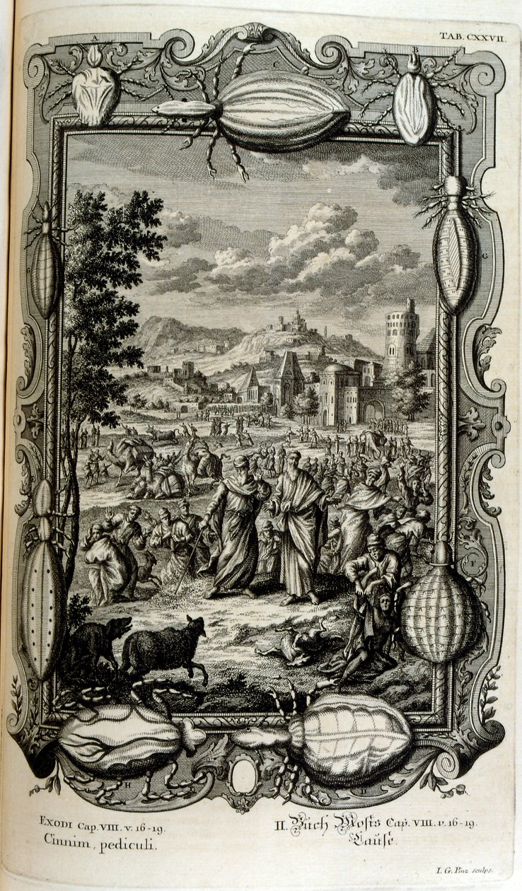 Piaga dei pidocchi e delle zanzare da Johann Jakob Scheuchzer
