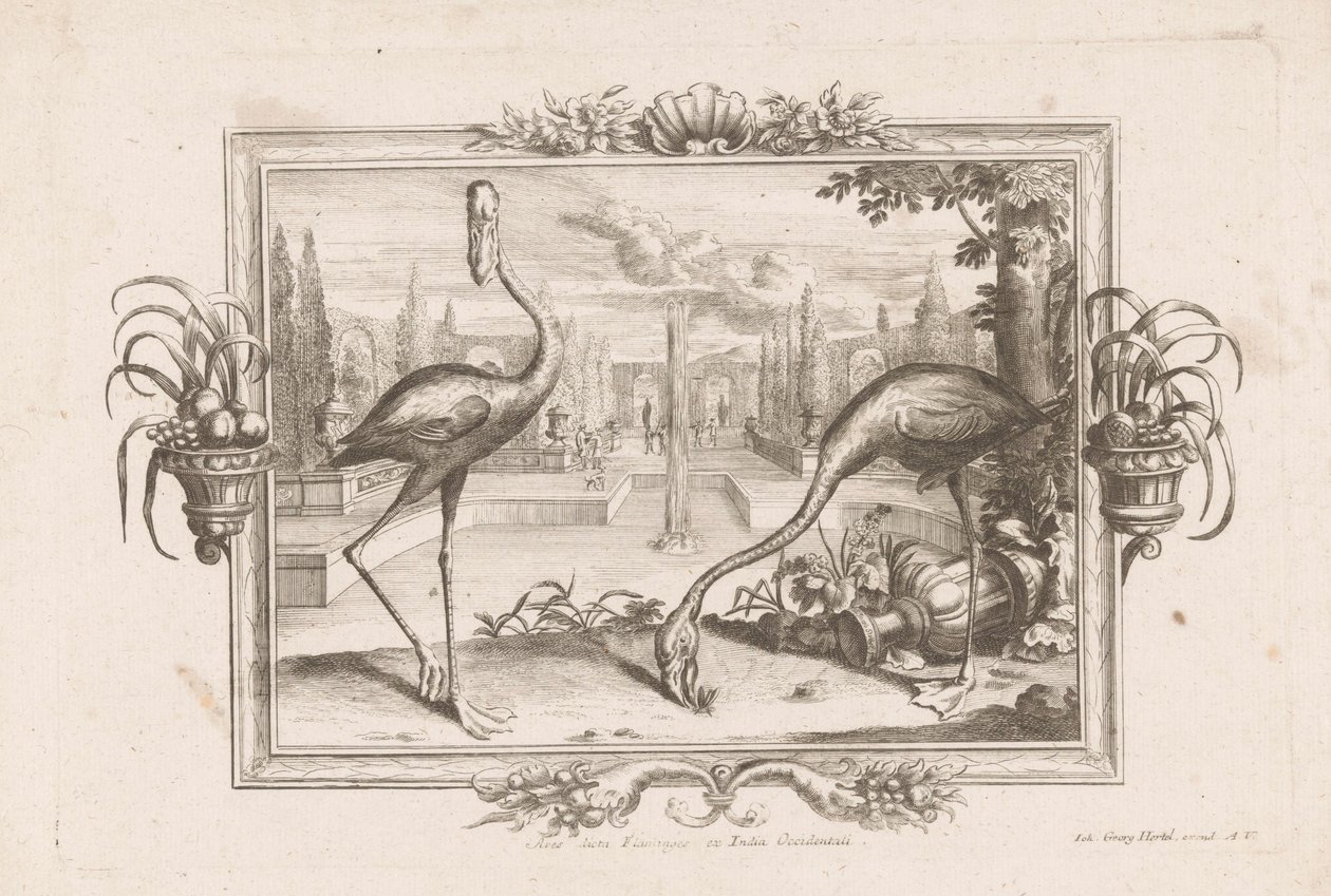 Due fenicotteri da Johann Jakob Stelzer