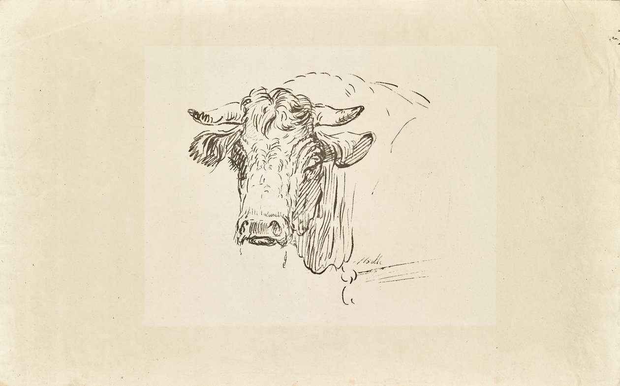 Testa di toro da Johann Josef Schindler