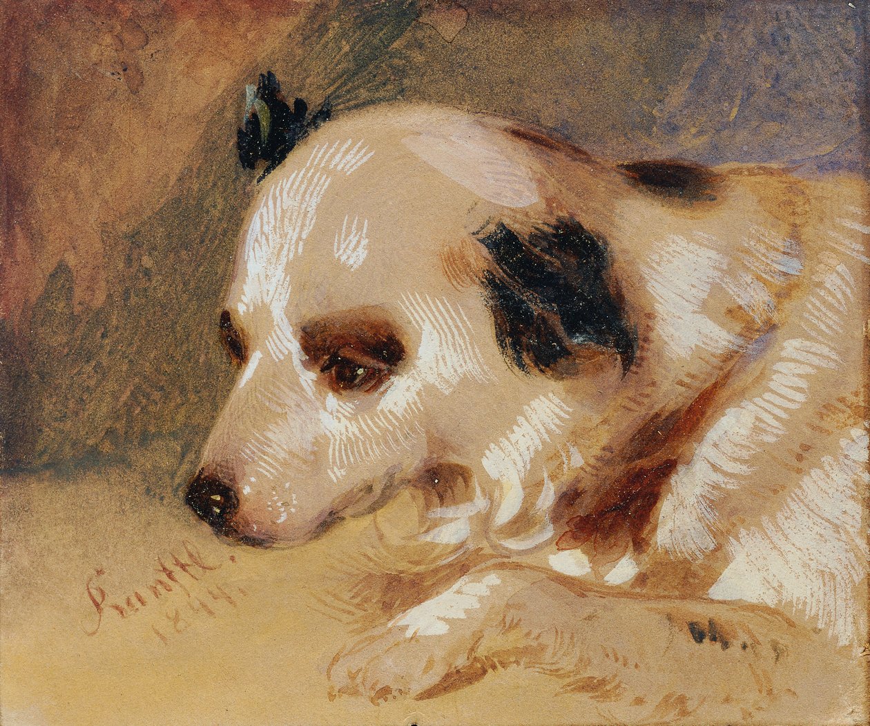 Testa di cane da Johann Matthias Ranftl