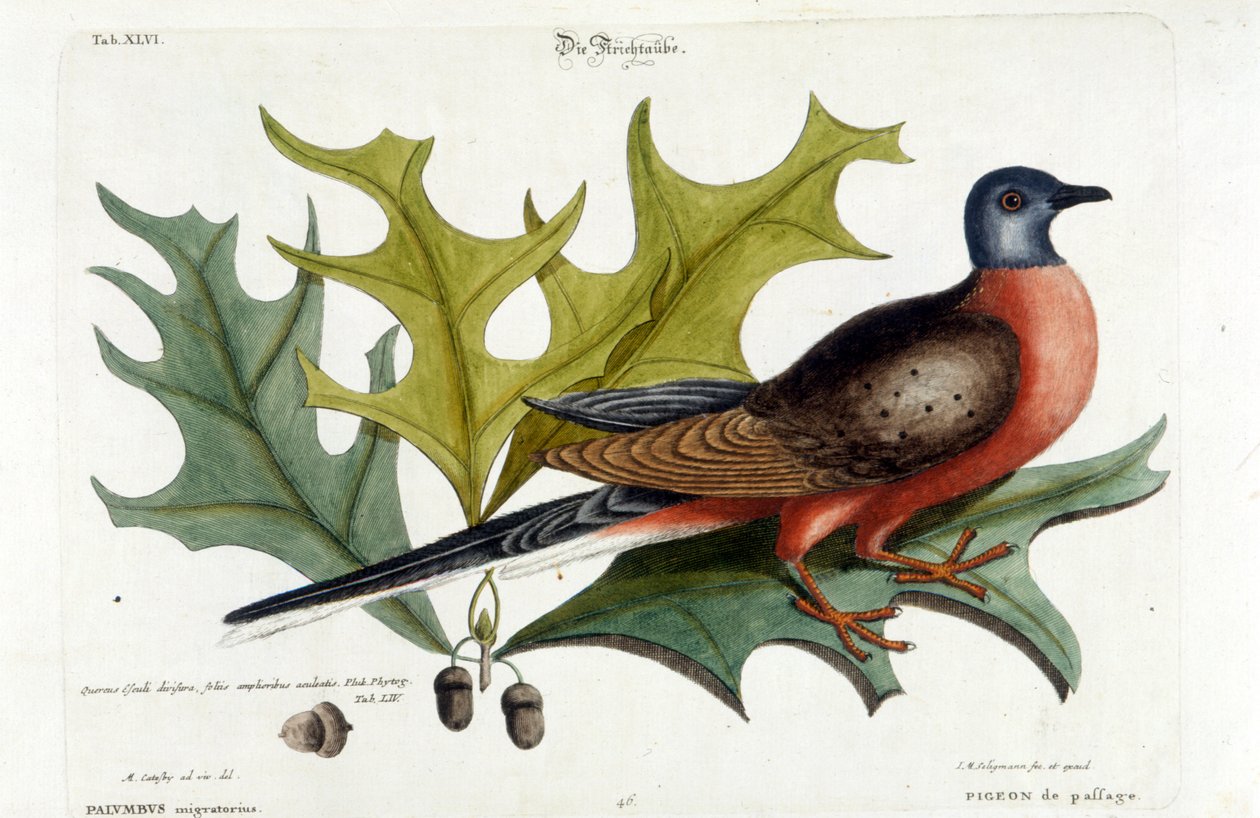 Colomba migratrice, ora estinta. Zoo, Seligman 1749 da Johann Michael Seligmann