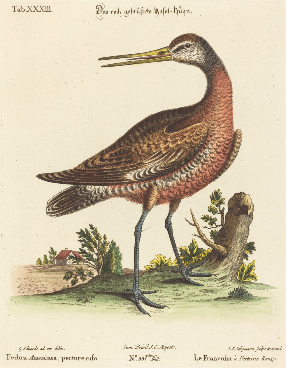 Fedoa americana, petto rosso da Johann Michael Seligmann after George Edwards