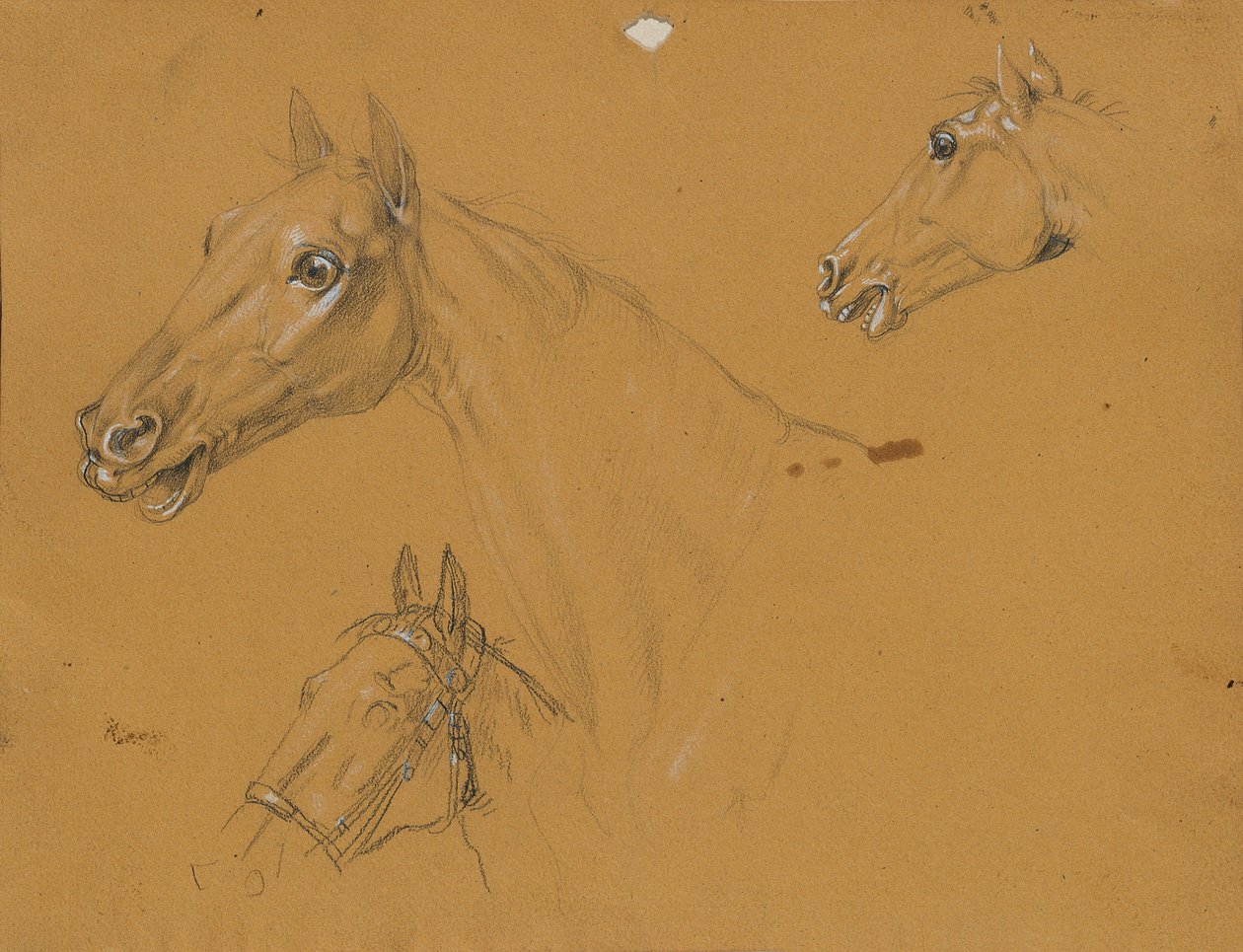 Studio di cavallo per "L