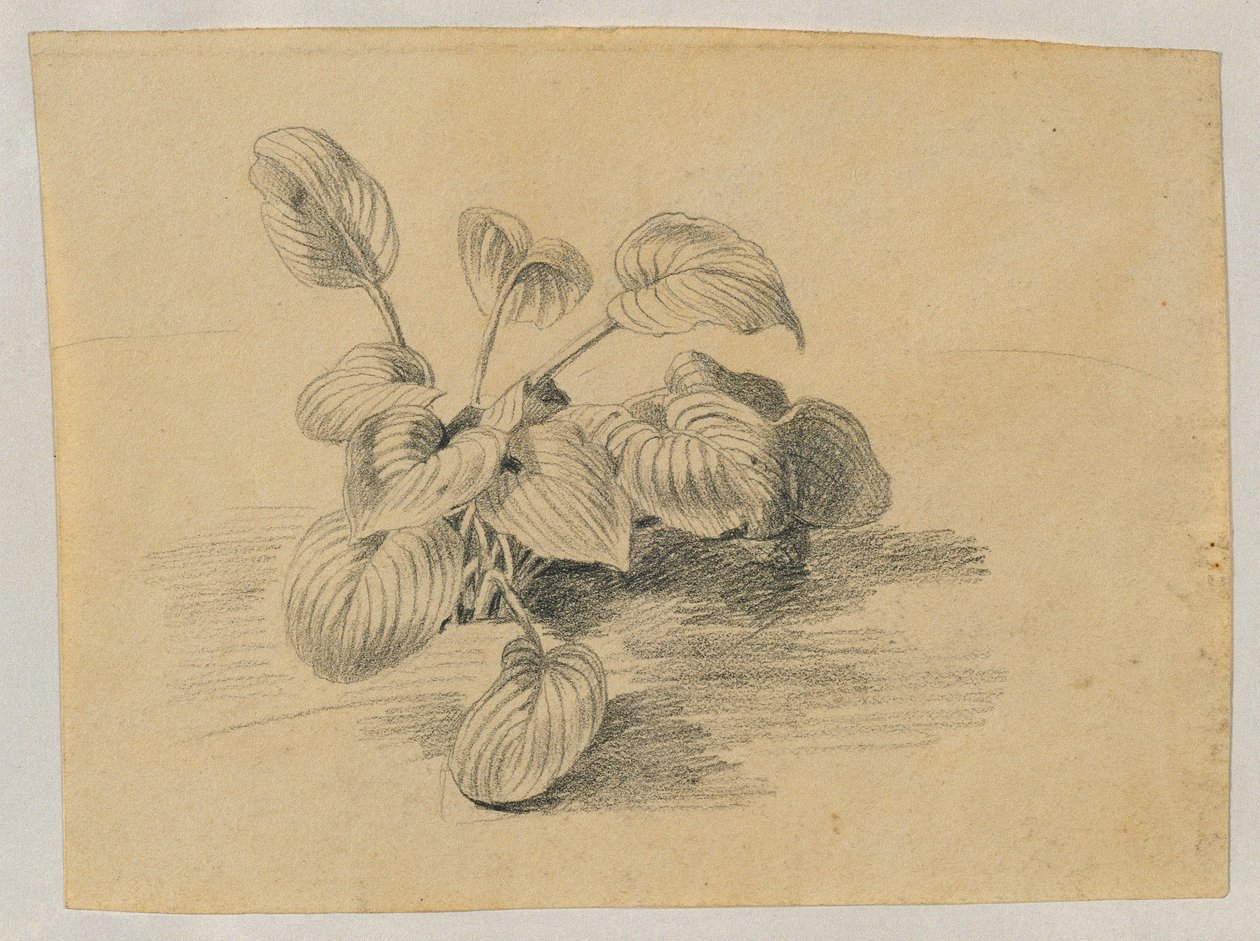 Studio di una pianta a foglia da Johann Peter Krafft