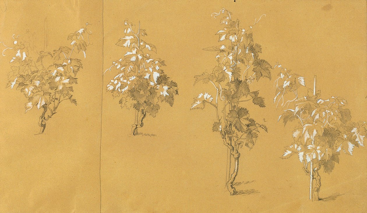 Vite, studio per 