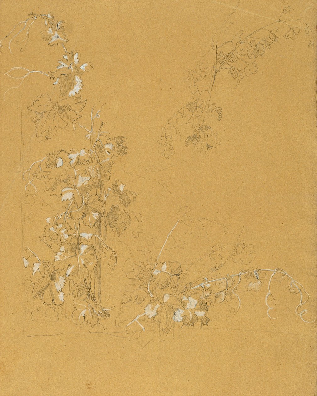 Vite, studio per "Hermann e Dorothea nel vigneto" da Johann Peter Krafft