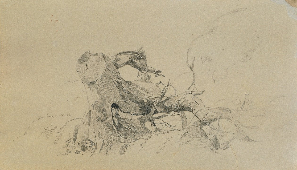 Radici, albero caduto da Johann Peter Krafft