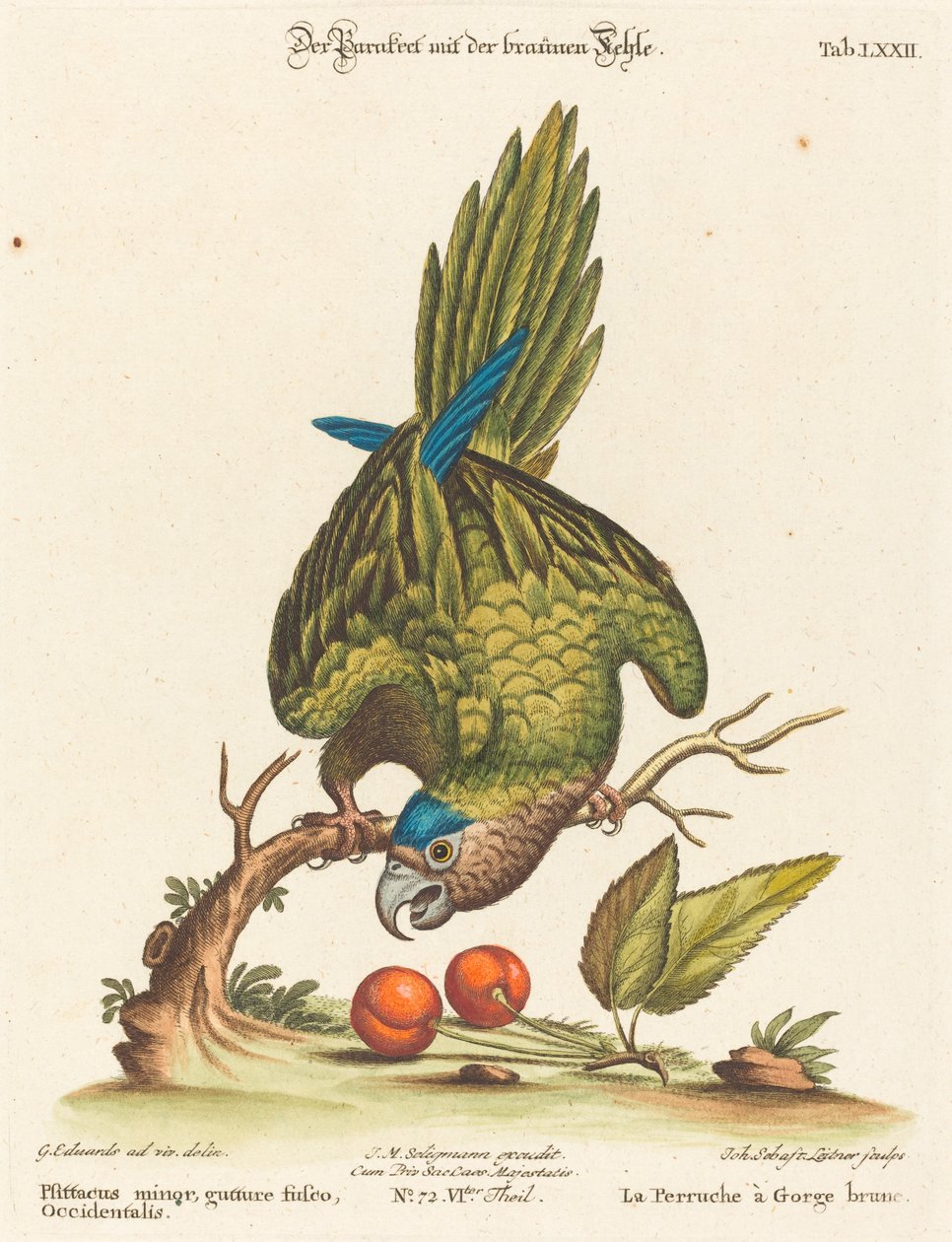 Psittacus minor gutture fusco, occidentalis da Johann Sebastian Leitner after George Edwards